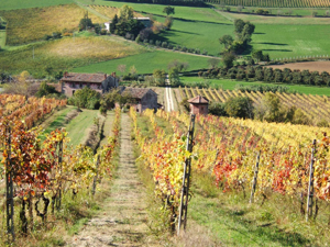 Il Consorzio Vini di Romagna in Italia e all’Estero