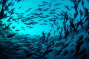 Sovrabbondanza di tonni nel Mar Ligure