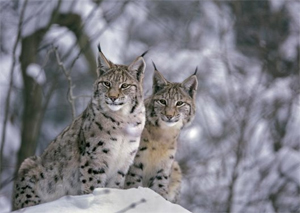 Incontri con gli animali: 35 anni di fotografia naturalistica