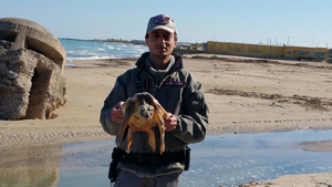 Tartaruga Caretta Caretta recuperato dalle guardie zoofile