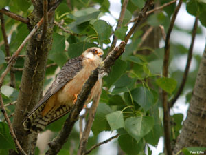 Gli esperti di Birdlife a Parma: salviamo il Falco cuculo e fermiamo la Tibre!