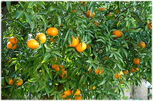Invasione di arance turche  in Italia e in Europa