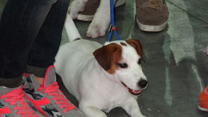 Jack Russel Terrier Papaya Granlasco vincitore del premio ‘Pro Plan Cup cuccioli dell’anno’