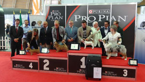 Jack Russel Terrier Papaya Granlasco vincitore del premio ‘Pro Plan Cup cuccioli dell’anno’